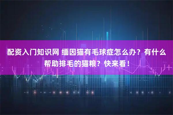 配资入门知识网 缅因猫有毛球症怎么办？有什么帮助排毛的猫粮？快来看！